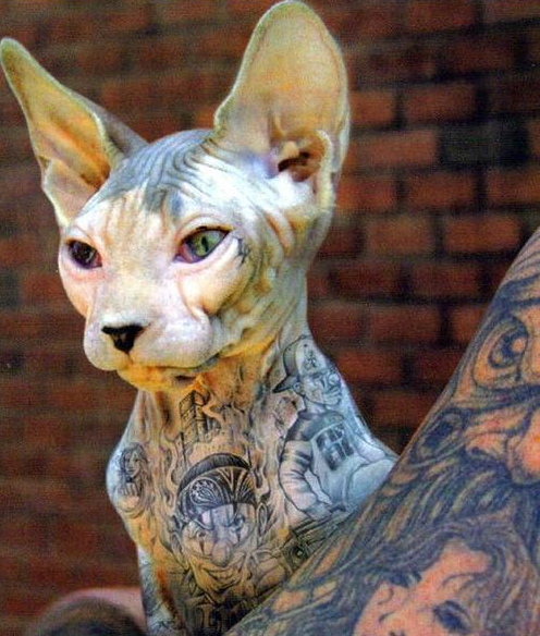Hardcore tattooed cat